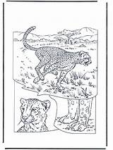 Cheetah Coloring Pages Animal Funnycoloring Printablee Leopard Pink Print Background Via Cats Advertisement sketch template