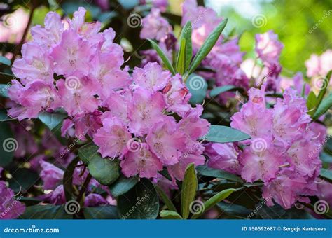 blooming pink rhododendron grandiflorum species  babites botanical garden latvia stock image