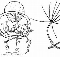 Afbeeldingsresultaten voor Protiaridae. Grootte: 194 x 143. Bron: www.marinespecies.org