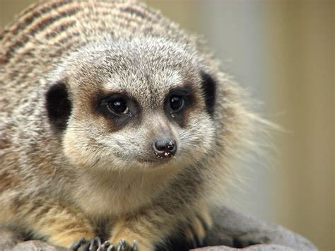 meerkat  stock photo  meerkat  dirt   nose