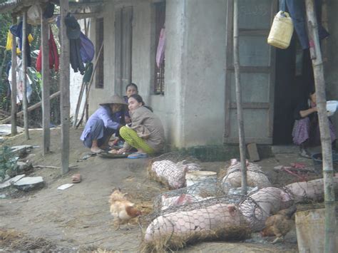 women slaughtering pigs  sleepysiren  deviantart