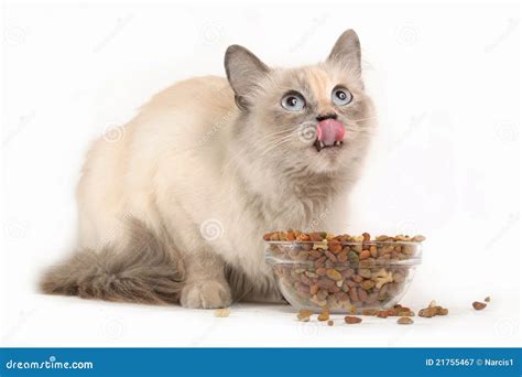 cat eating stock image image  love domestic care