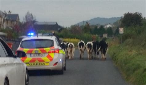 Gardaí Find Time To Give A Group Of Local Cows An Escort Home Louth Live