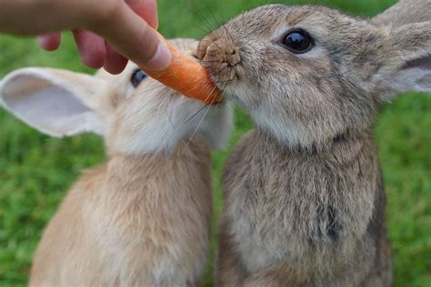 Can Rabbits Eat Carrots What You Need To Know Bunny Horde