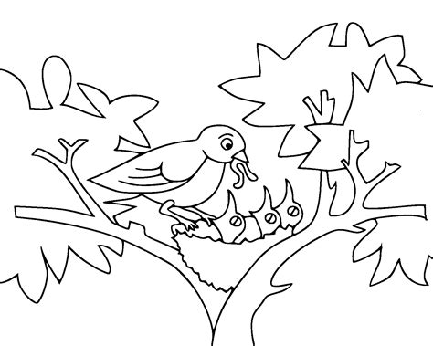 coloring sheet bird  nest coloring pages  baby birds  nest fun