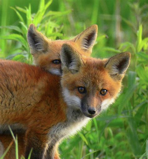 red fox kits photograph by bernadette chiaramonte fine art america