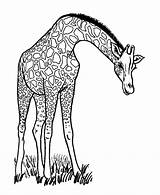Giraffe Coloring Pages Girafe Coloriage Outline Imprimer Jaguar Baby Animal Colouring Color Cliparts Drawing Giraffes Cute Line Colorier Print Dessin sketch template