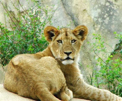 lion denver zoo colorado colorado sands flickr
