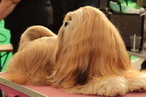 long haired dog breeds luxurious locks  briard  shih tzu