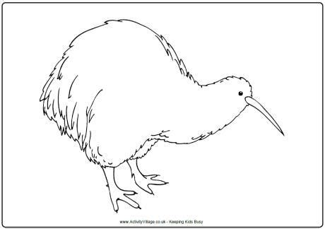 kiwi colouring page insect coloring pages colouring pages kiwi bird