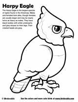 Eagle Coloring Harpy Pages Birdorable Rainforest Cartoon Bird Lots Good Craft sketch template