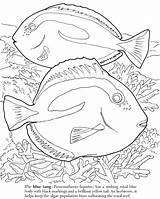 Fish Coloring Pages Barrier Great Reef Algae Blue Ocean Getdrawings Getcolorings Scene Colorings sketch template