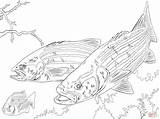 Bass Striped Largemouth Coloring Pages Drawing Printable Sea Realistic Getdrawings Paper Skip Main sketch template