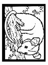 Possum Coloring Opossum Color Pages Sheet Animals 792px 16kb sketch template