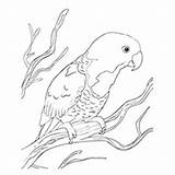 Coloring Parrot Lorikeet Pages Blue Color Naped Cute Cartoon Conure Parrots Branch Designlooter Pic Toddler Will Drawings Sitting 230px 89kb sketch template