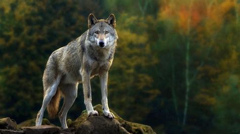 wolf wallpapers