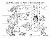 Desert Coloring Animals Habitat Pages Habitats Animal Printable Printables Worksheets Their Plants Kids Colour Clipart Ocean Mammals Arizona Prairie Pdf sketch template