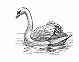 Swan Clipart Illustration Swans Drawing Drawings Line Pencil Coloring Sketch Pages Print Water Bird Publicdomainpictures Animals Domain Public Stock Sketches sketch template