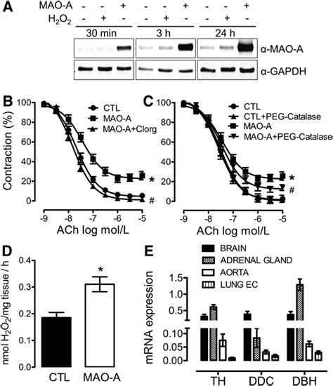 effects   vivo monoamine oxidase mao   vascular function