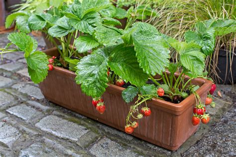 containers  strawberries gardenersworldcom