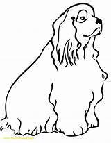 Spaniel Cocker Coloring Pages Dog Clipart Cockapoo Cliparts Template Handipoints Clipartbest Getdrawings Library Clip Printable Getcolorings Drawings Color 35kb 1275 sketch template