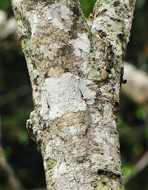 mossy leaf tailed gecko natures camoflage animals weird insects