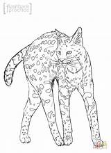 Coloring Pages Wild Serval Cat Realistic Cats Wildcat Printable Drawing Getcolorings Color Comments Print Drawings 67kb Coloringhome sketch template