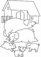 Farm Pigs Coloring Pig sketch template