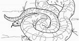 Anaconda Anacondas Printmania Designlooter Dibujos sketch template