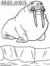 Walrus Coloring Pages Colorings Ice sketch template