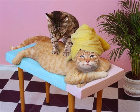 Funny Massage Cats Picture One Cat Gives Another On A Massage Table In