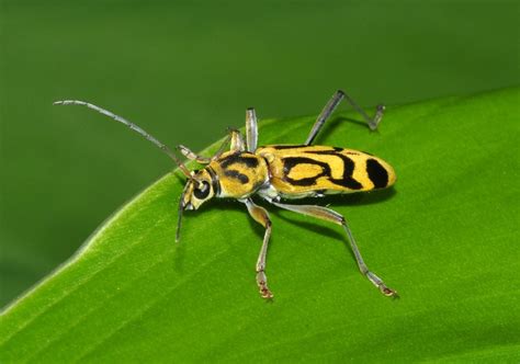 chlorophorus chlorophorus picture insect
