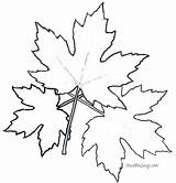 Colouring Leafs Raptors sketch template