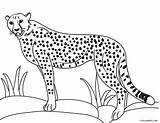 Coloring Cheetah Cool2bkids sketch template