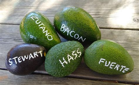 20 Awesome Avocado Varieties Type A And Type B Avocados Explained