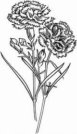 Carnation Coloring Flowers Pages Flower Drawing Carnations Printable Gif Flor Para Claveles Clavel Yellow Colorir Dibujo Flores Kids Supercoloring Pyrography sketch template