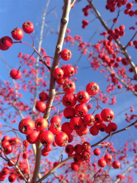 red berries   crataegus tree  winter stock image image
