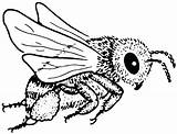 Bee Coloring Outline Pages Bumble Printable Honey Bees Realistic Clip Clipart Drawing Cliparts Kids Color Colour Colouring Supercoloring Print Crafts sketch template
