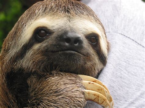house  sloth sloth carols