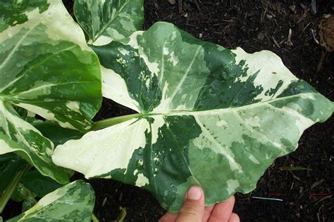 alocasia macrorrhiza variegata brians botanicals