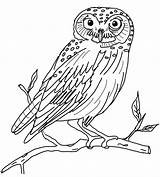 Owl Printable Coloring Popular sketch template