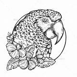 Parrot Head Bird Drawings Tattoo Graphicriver Choose Board Animal sketch template