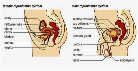 reproduction what is asexual and sexual reproduction