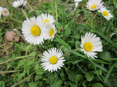 grow common daisy flowers clean air gardening