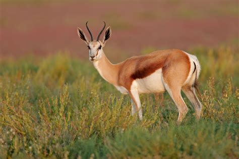 african antelope species animal sake