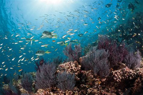 ocean species  disappearing faster    land ocean