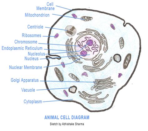 animal cell parts