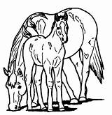Pony Cheval Poney Shetland Colouring Ponys Ponies Coloringpagebook Ancenscp sketch template