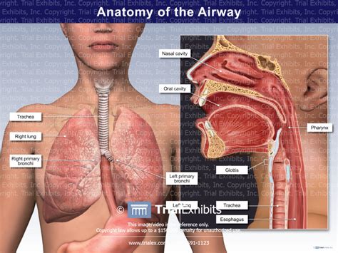 Anatomy Of The Airway Trialexhibits Inc