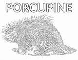 Porcupine Coloring Pages Coloringway sketch template